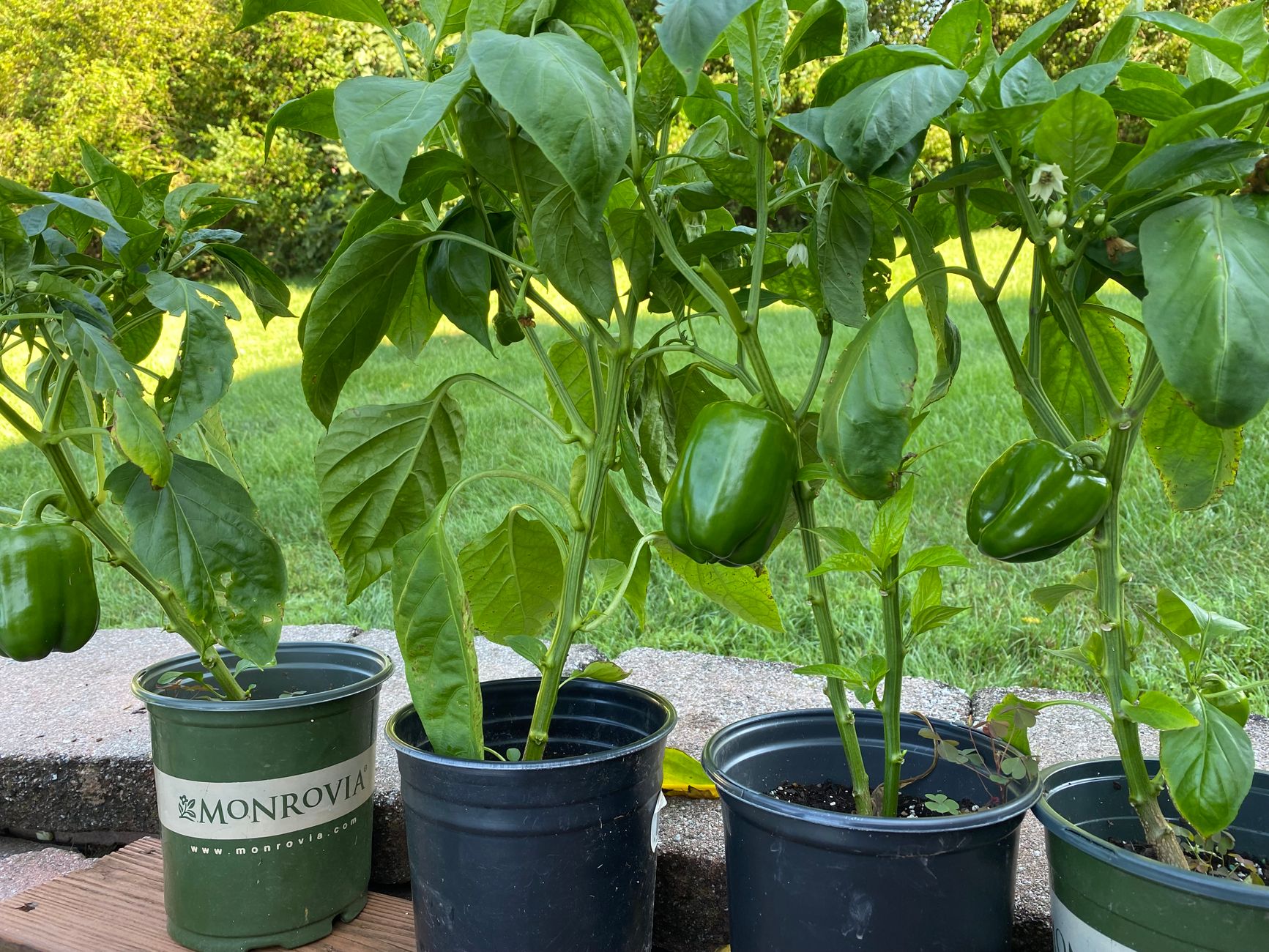 Sadika Habanero